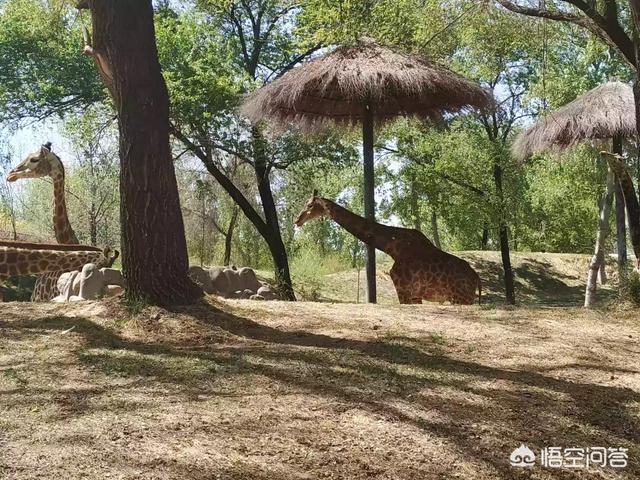 如何看待在八達嶺野生動物園,老人騎駱駝被摔一事