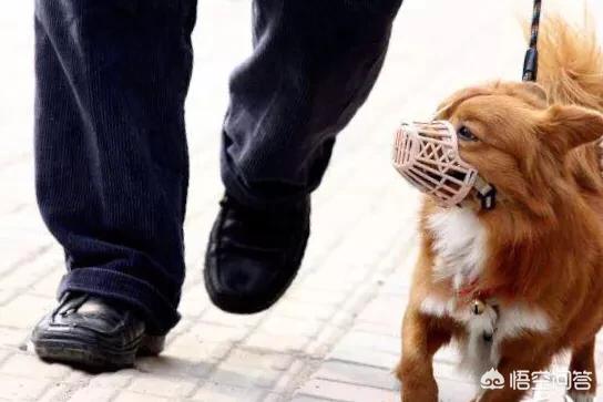 医院治死藏獒赔45万:给同事推荐了一家宠物医院，结果把同事的猫治死了，怎么办？