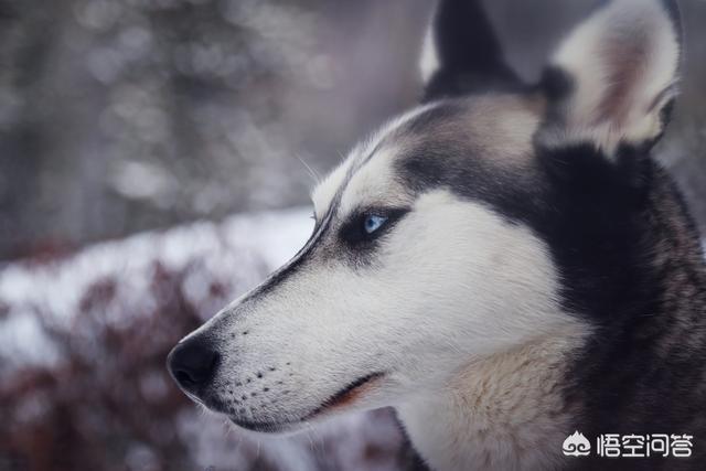 哈士奇在犬类智商排名:哈士奇到底是真傻还是假傻？