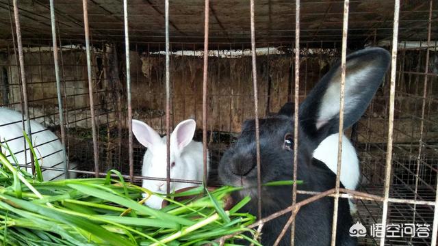 养殖肉兔前景怎么样，请问哪位高人知道肉兔养殖前景怎么样？