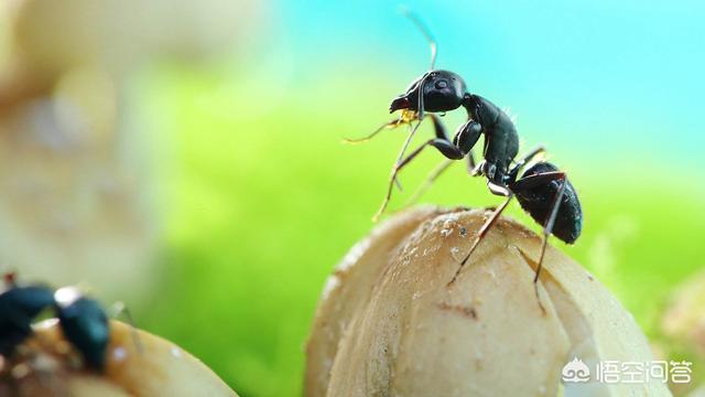 土丁是什么生物，为什么很多人说蚂蚁是二维动物