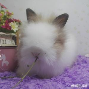 宠物兔拉肚子:兔子拉稀要节食吗，幼兔拉肚子怎么办啊？