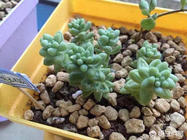 翡翠景天多肉图片:大家都发一张让你入坑多肉的美图吧？