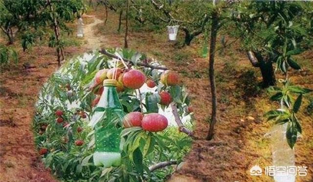 鸟网首页:种植果树如何对鸟类防护？