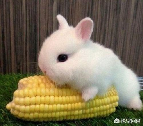 宠物兔拉肚子吃什么:兔子拉稀中有泡沫，兔子，拉肚子怎么办？