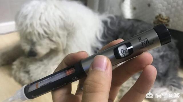 病狗问题:狗的什么病可以引起脑袋发晕？