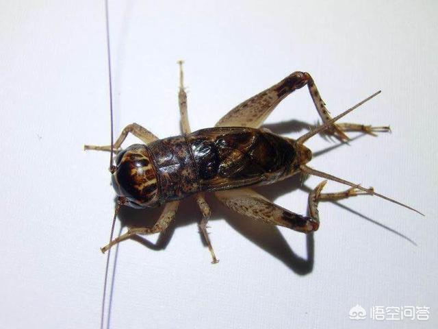 母蟋蟀的叫声音频:为什么觉得农村到了晚上，房屋周围蛐蛐叫声特别大呢？