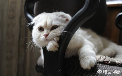 猫耳螨对人有什么症状:猫耳朵脏和耳螨的区别是什么？