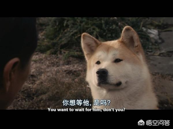 忠犬八公是什么狗:忠犬八公等待的原理是什么？