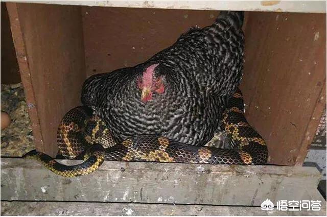 蜈蚣怕什么食物:农村俗语“蜈蚣鸡母蛇”是什么意思？为何有些蛇会怕蜈蚣？