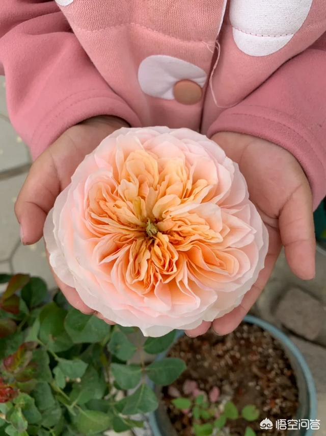 红酒杯微信唯美头像:有哪些花友必备的月季花品种可以推荐下