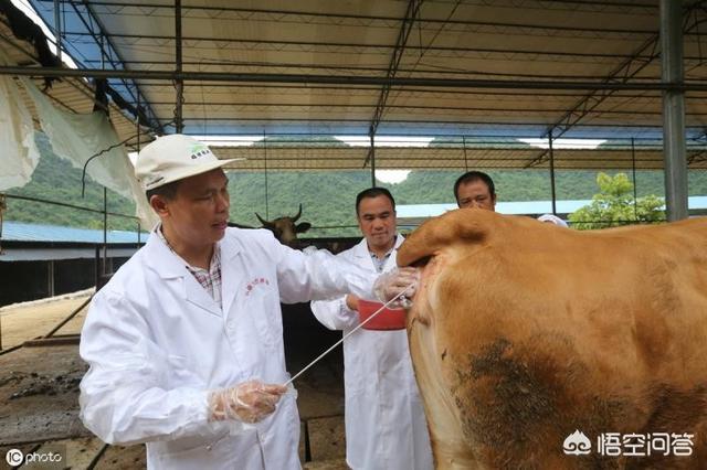 养牛人工配种技术视频:养牛方法的视频 怎样给发情的母牛人工授精？注意哪些事项？受胎率怎么样？