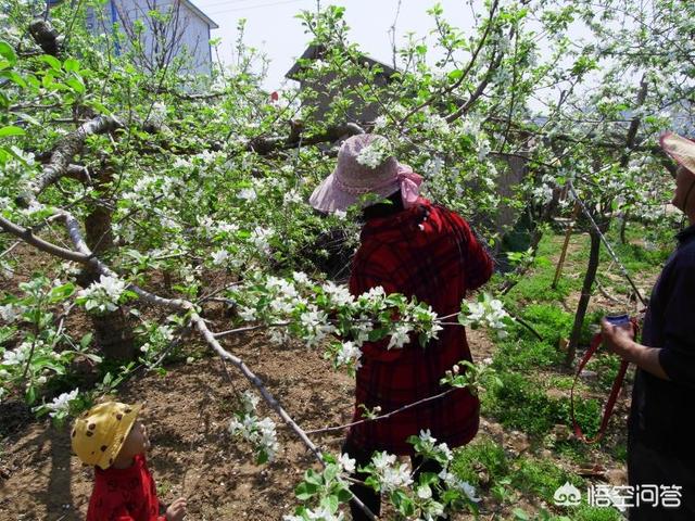 乐果农药的残留期长吗:乐果农药残留多久 真正的有机绿色蔬菜打农药吗？