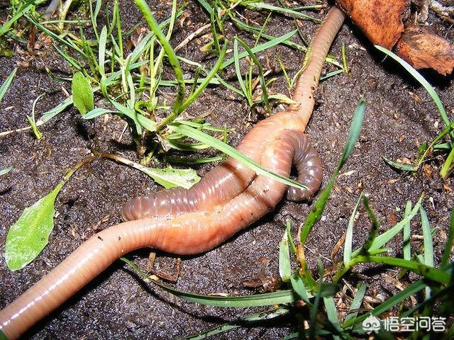 头条问答 - 为什么雨后蚯蚓会爬到路面?好多还等死?(10个回答)