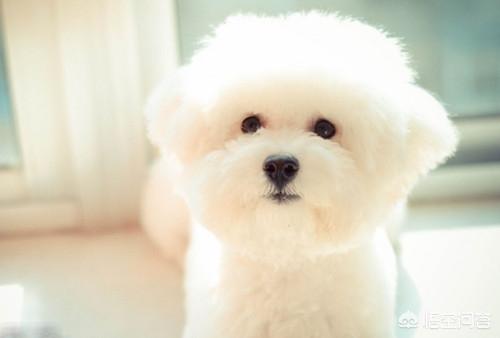 小比熊什么时候换毛:小比熊什么时候换毛 比熊有换毛期吗？比熊掉毛三个月是换毛的表现吗？