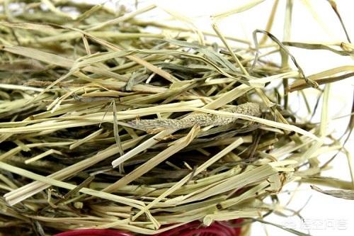 狮子兔:狮子兔毛球症要吃草吗？狮子兔毛球症要吃什么？