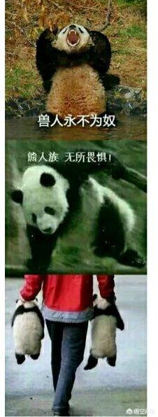 柴犬奇迹物语高清图片:当柴犬进入二次元会变成怎样呢？