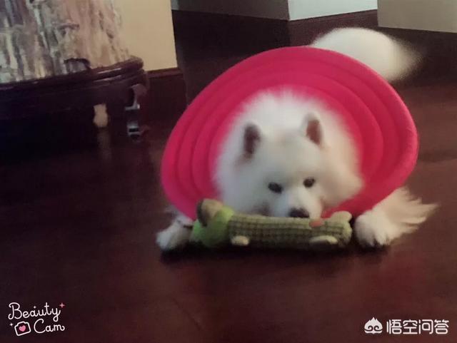 萨摩耶性格稳定吗:金毛、萨摩耶、哈士奇、柴犬，我该养哪个？
