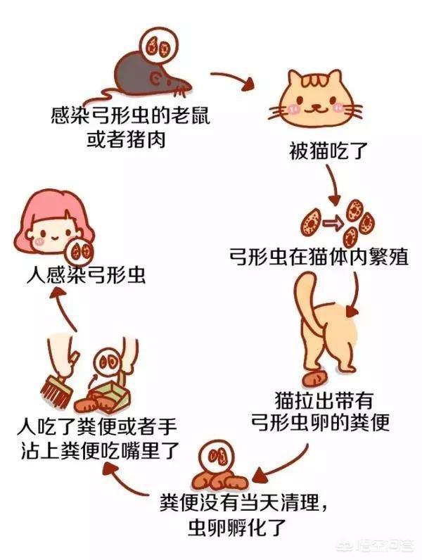 猫咪弓形虫疫苗打几针:猫感染弓形虫有什么症状？