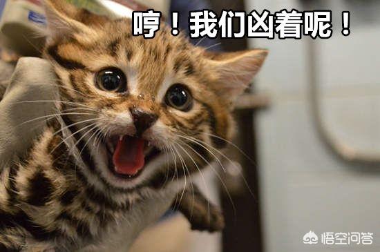 萌猫猫动态图片:一只猫能可爱到什么程度？