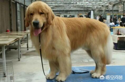 不同阶段金毛犬的饲养注意什么:饲养金毛犬时，那些雷区不能踩？
