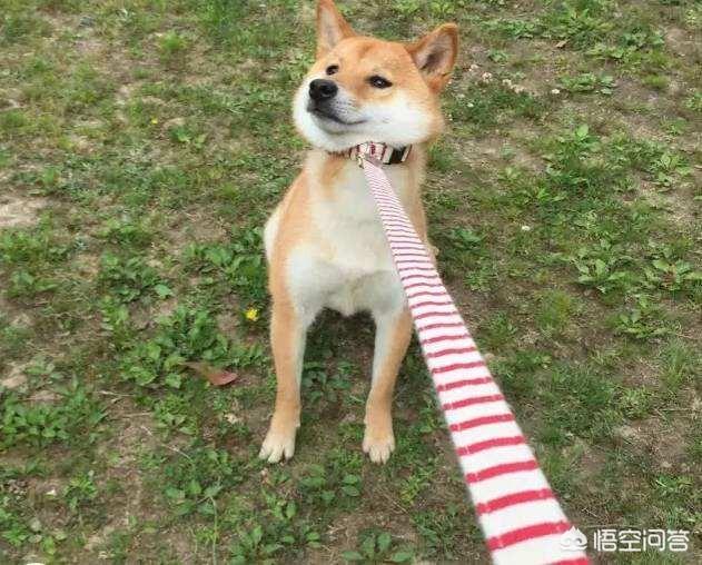 撒狗粮:怎么更容易脱单，走上撒狗粮的道路？
