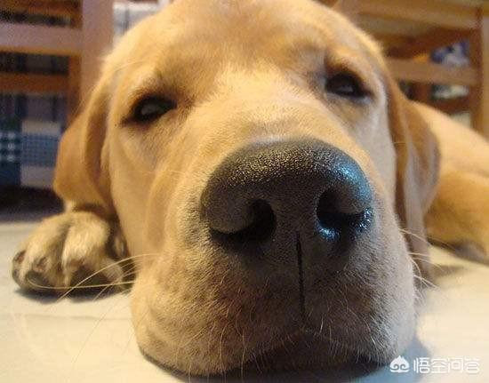 母的拉布拉多好养吗:养拉布拉多犬公的好还是母的好？