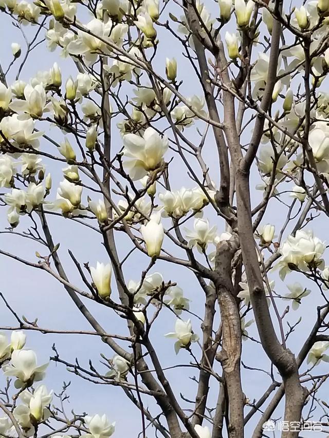 玉兰花几月份开花，玉兰花是先长叶子还是先开花