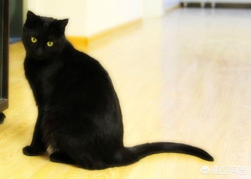 孟买猫:孟买猫的感冒几天会好，孟买猫感冒会自愈吗？