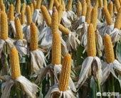 2019年种植大田玉米,是选择“冰碴”的品种好,还是选择“面碴”的品种好呢？