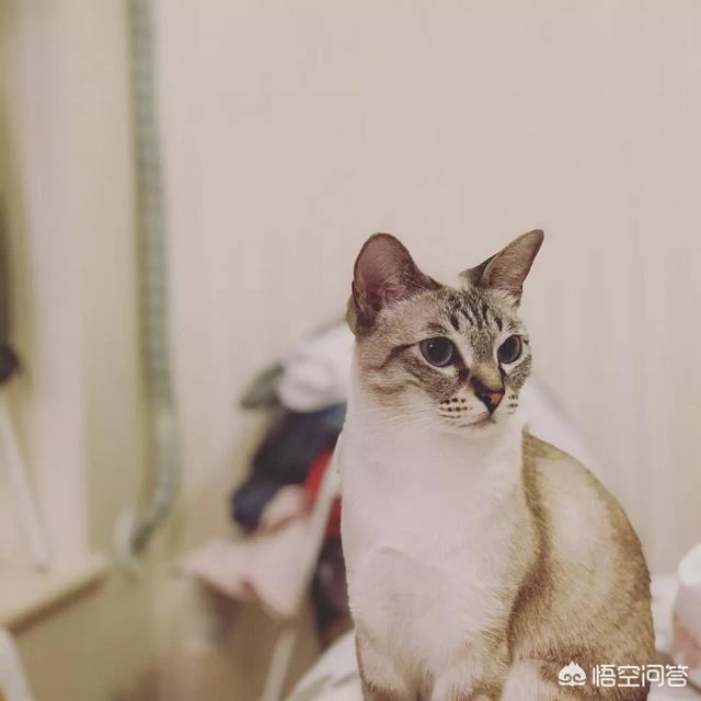 宠物寄语些什么:关于养狗，你想说点什么？