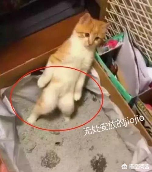 宠物除味剂哪种好:猫咪便便太臭了怎么办？有没有好点的除臭剂？ 宠物除味剂什么牌子好