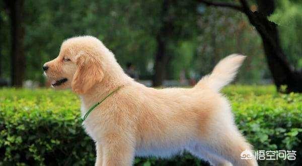 4个月金毛幼犬什么好:四个月的金毛能吃生鸡架吗？