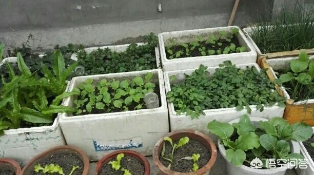 野菜真假马齿苋图片:野菜马齿苋功效与作用和图片 为什么有些人家在屋顶上种菜？