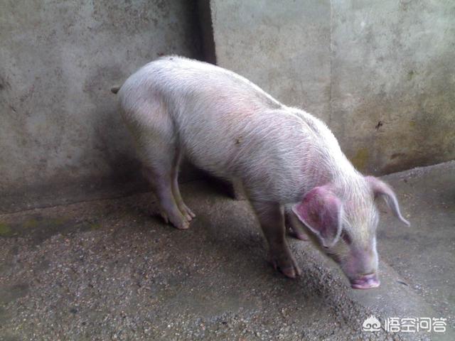 弓形体病:弓形体病症状和治疗 求猪弓形体病的症状和治疗方法？