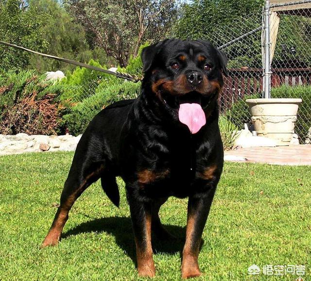 罗威纳犬性格怎么样:罗威纳有什么缺点吗，为什么感觉养的人不多？