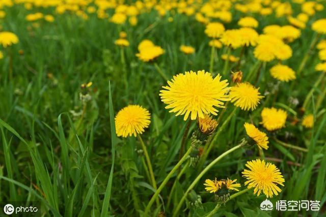 酵素菌生物肥的生产:酵素和菌肥的区别是什么？