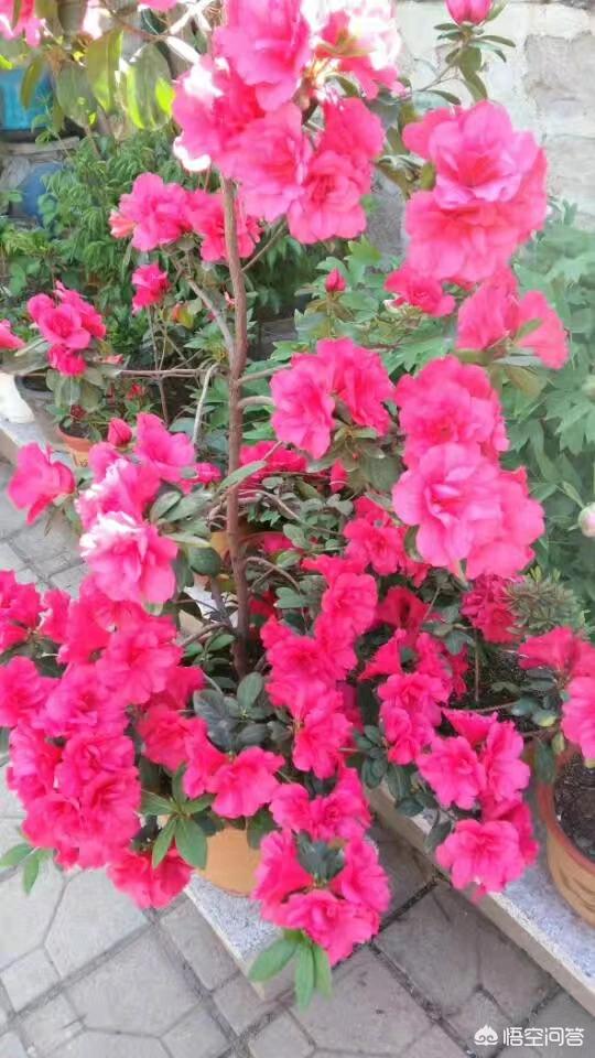 曾凯娟:盆栽毛杜鹃一年开几次花？开花时，需要施肥吗？