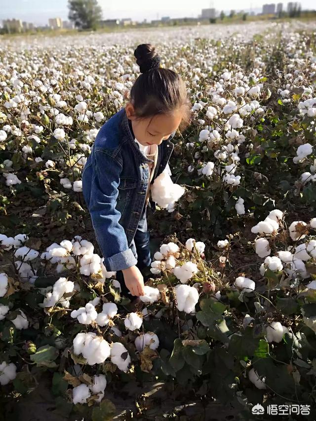 请教生意经的商友们,想自己做点生意有什么投资小回本快的项目推荐？