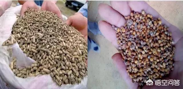 球虫:鸡得了球虫有必要喂肠炎的药吗？该怎么办？