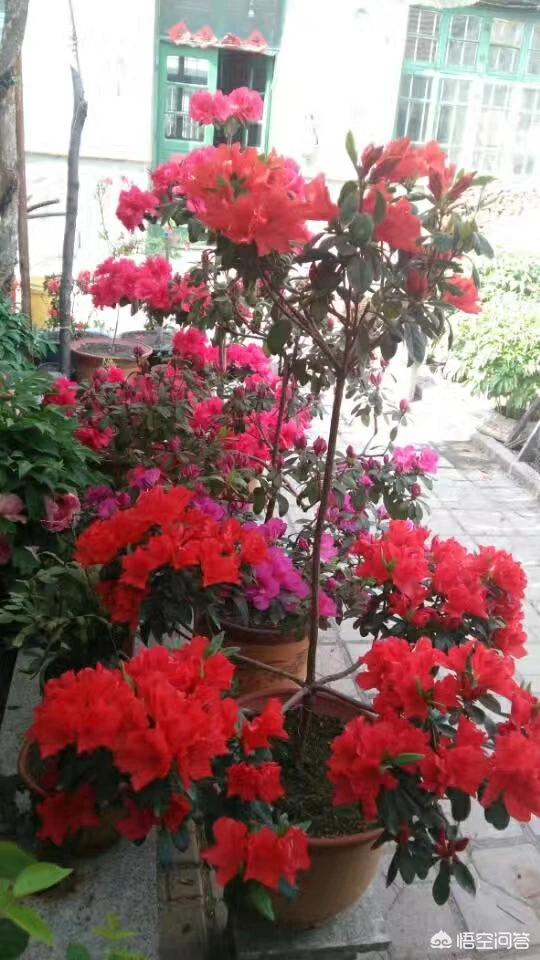 四季杜鹃花夏天怎么养:在冬季杜鹃花该怎样修剪？
