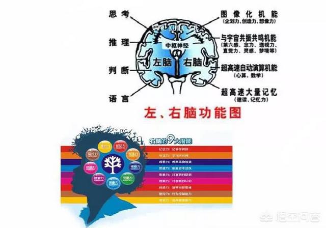 董海涛图片:某些早教机构所谓的“右脑开发”，真的科学吗
