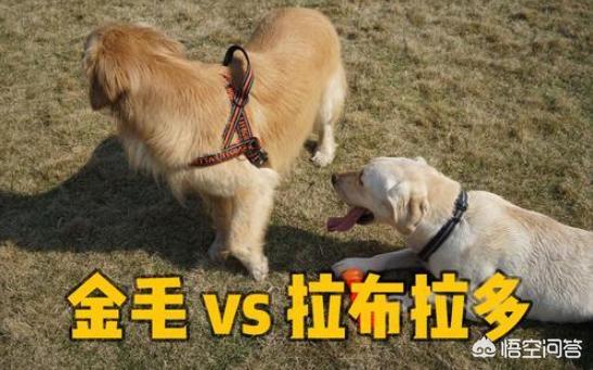 拉布拉多犬和金毛哪个贵啊:如何区分拉布拉多和金毛？ 拉布拉多犬和金毛哪个温顺
