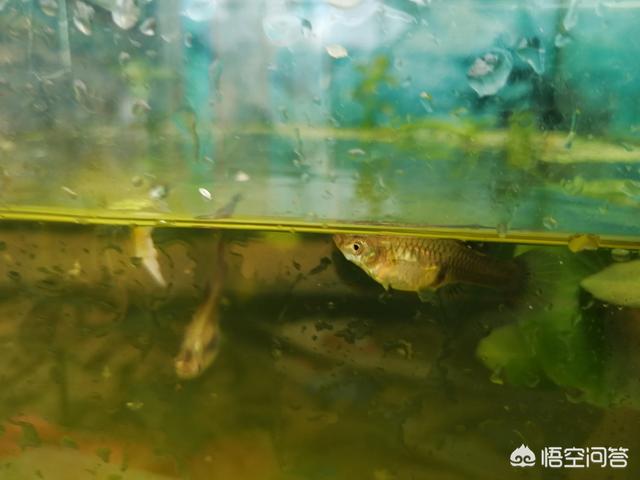 曼龙鱼吃蛋白虫卵吗:孔雀鱼和曼龙鱼哪个好养？