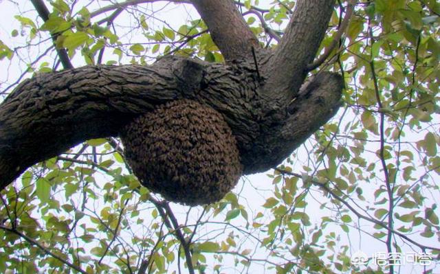 蜜蜂分蜂飞到树上，用什么办法才能收回来(树上一群蜜蜂怎么收)