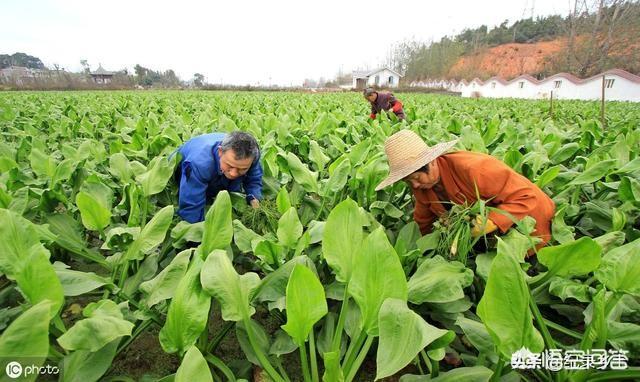 德国bunny草本兔粮官网:泽泻长在河边，根茎都带有毒素，却为何被农民当成心头肉？