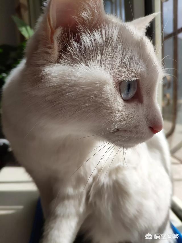 淘气的加菲猫招聘:每只猫的性格真的都不同吗？