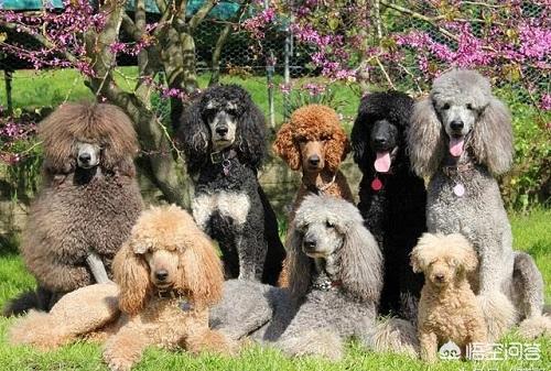 巨贵犬吃什么长得大:巨贵犬软便如何解决，巨贵犬软便会自己恢复吗？ 巨贵犬吃什么狗粮长得大