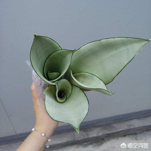 白玉怎么养越来越白,白玉虎皮兰变绿了怎么办？