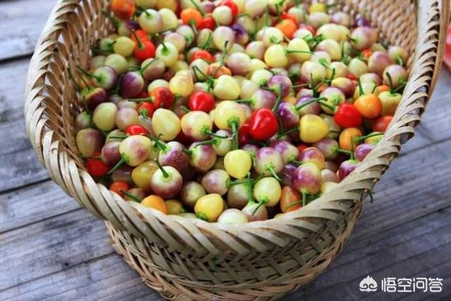 七彩椒的泡制方法有哪些，谁知道七彩辣椒怎么种植？哪里盛产？